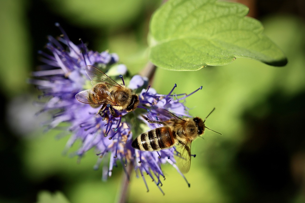 The Importance of Bees in Our Ecosystem